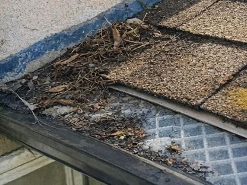 Dead leaves and pine needles piled over an old flat gutter guard at a roof edge