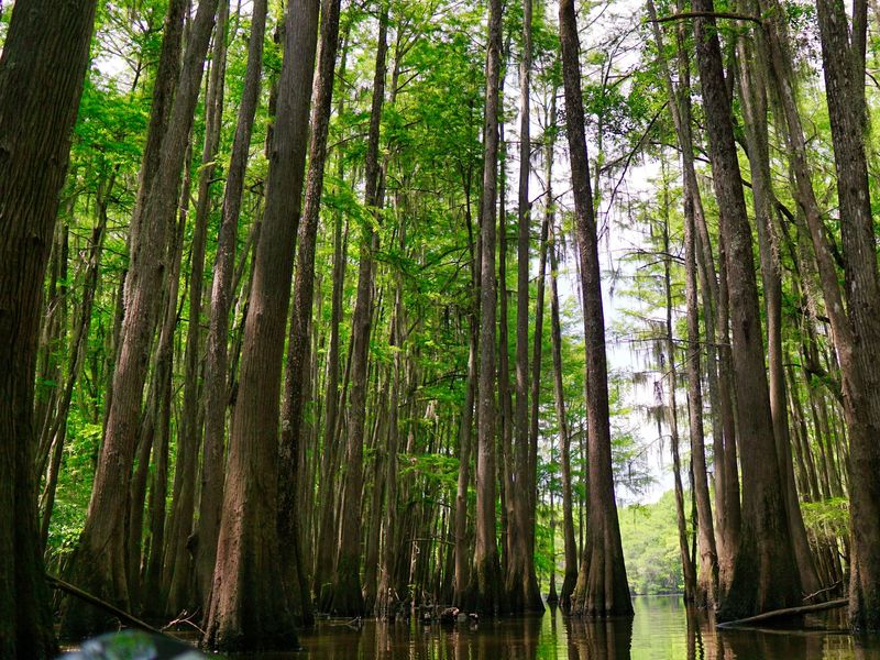 Tall cypress trees standing in still, dark water in a leafy green swamp