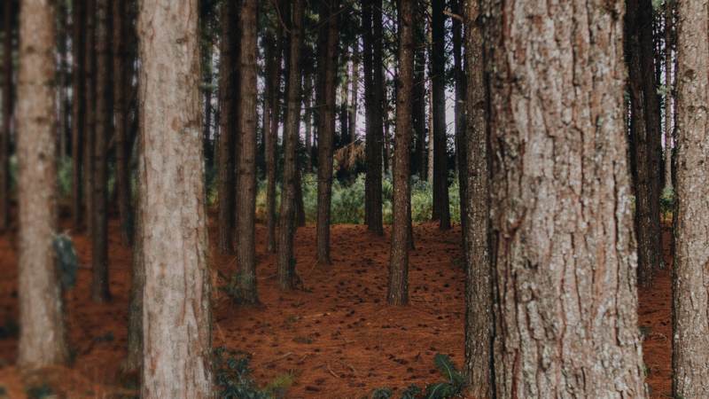 Tall pine trunks rising from a forest floor covered in red-brown pine straw