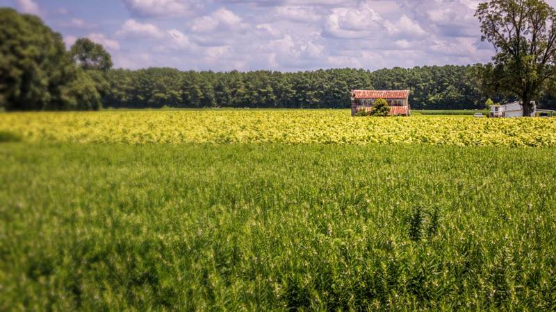 A tobacco field beyond a flowering green crop, with an old rust-roofed barn and a stand of pines behind it
