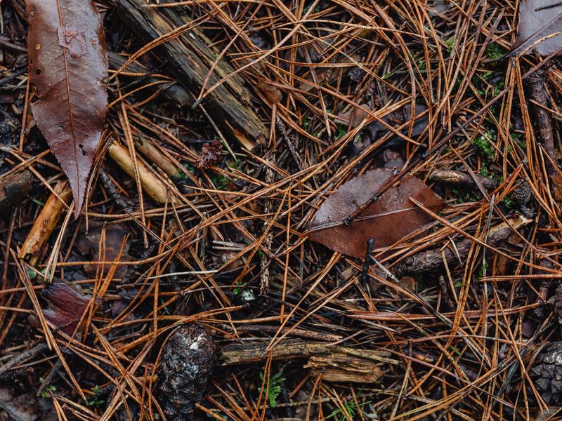 Fallen pine needles, pine cones and leaves lying in a wet mat on the ground