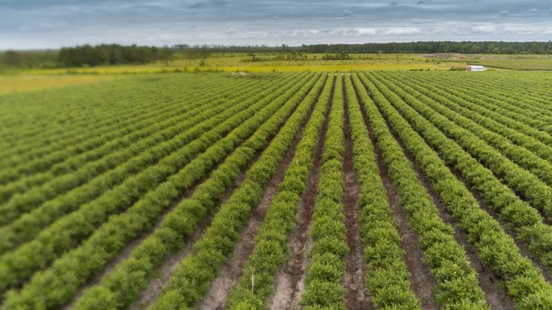 Long rows of blueberry bushes on a flat farm seen from above, with a line of pines on the horizon
