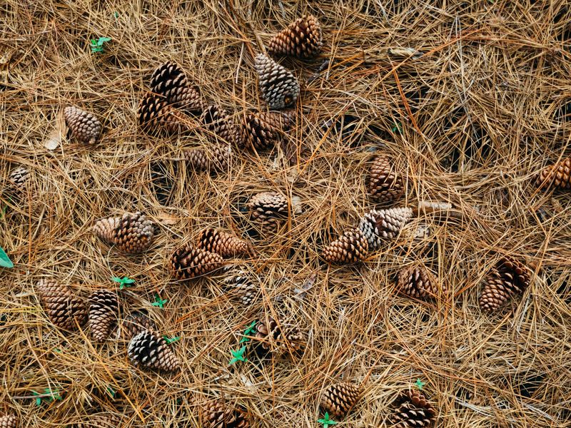 Dry pine needles and fallen pine cones lying in a thick layer on the ground
