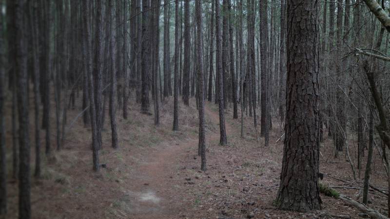 Tall, straight pine trunks along a needle-covered dirt path through a pine woods