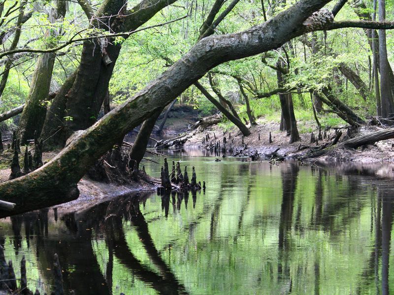 Cypress knees and a leaning trunk reflected in the dark water of the Canoochee River