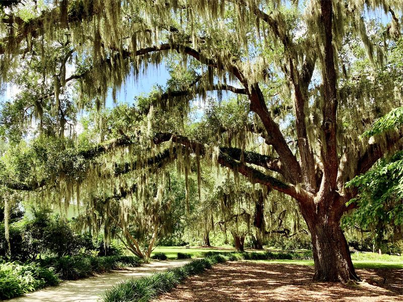 A sprawling oak draped in Spanish moss spreading over a shaded garden path