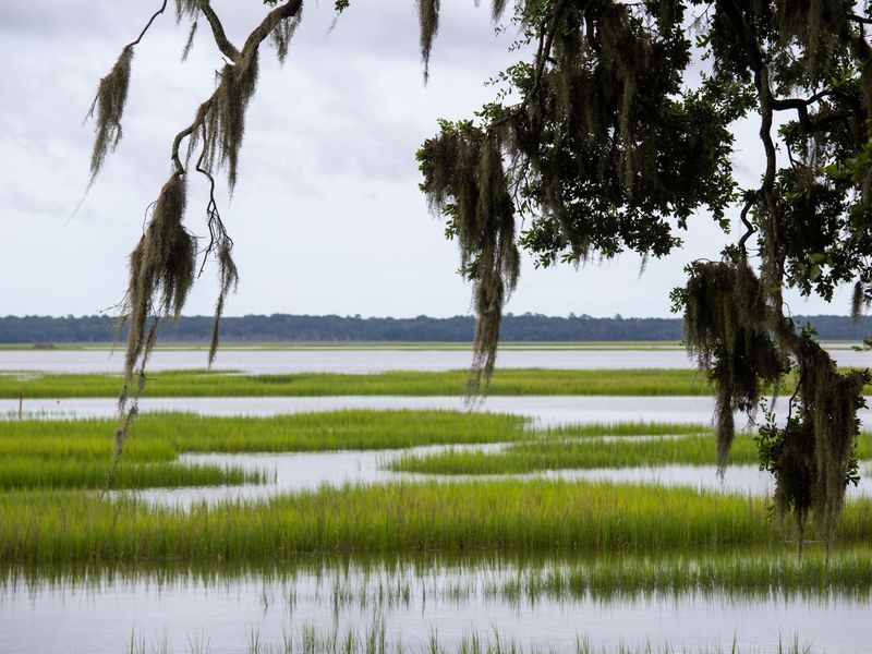 Tidal marsh and open water seen through Spanish moss hanging from oak branches