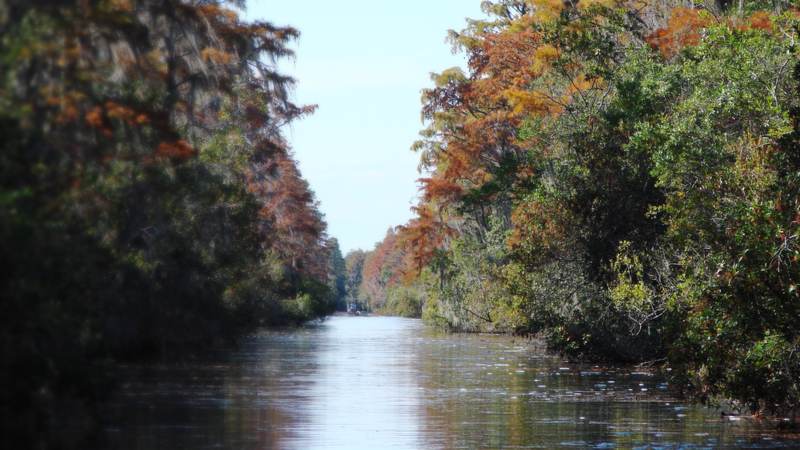 A straight blackwater canal lined with cypress in autumn color at the Okefenokee Swamp entrance near Folkston, Georgia