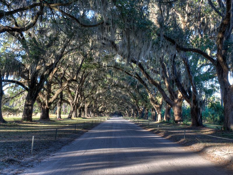 The avenue of live oaks and Spanish moss at Wormsloe State Historic Site on Isle of Hope