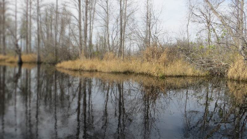 Bare swamp trees and golden grass reflected in the still blackwater of the Okefenokee Swamp in winter
