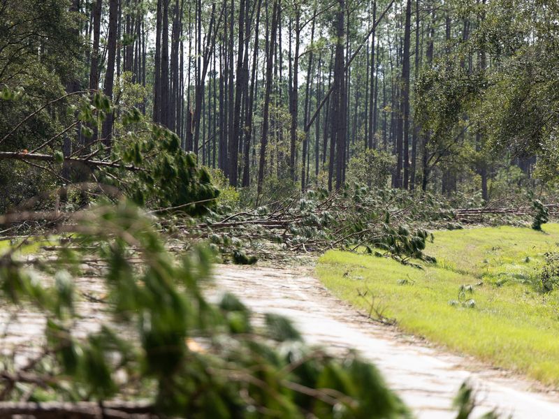 Snapped pines and limbs lying across a road through the pine woods in Homerville, Georgia, the day after Hurricane Helene in September 2024