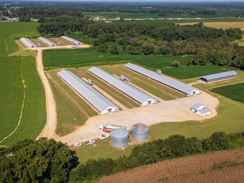 Aerial view of long metal-roofed poultry houses with feed bins, two round grain bins and a dirt farm lane between crop fields and woods