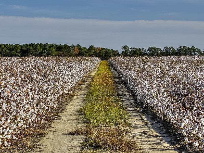 Rows of open cotton on both sides of a sandy farm track near Douglas, Georgia, with pines along the horizon