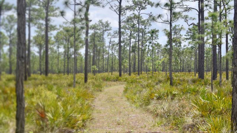 Tall slash pines over a saw palmetto understory along a sandy track through pine flatwoods