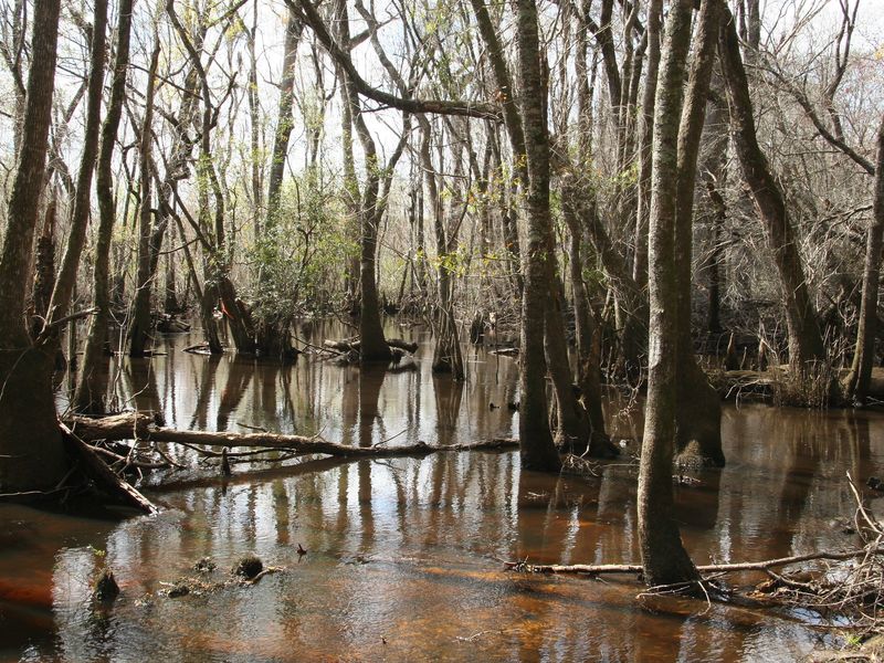 Tea-colored water of the Alapaha River spreading among hardwood trunks on its floodplain in early spring