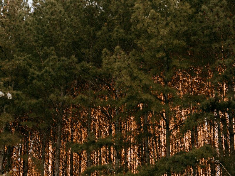 Dense stand of young planted pines with sunlit, rust-colored trunks