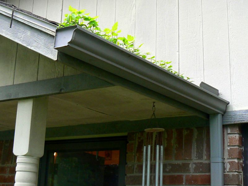 Seedlings growing out of a clogged K-style gutter above a porch column