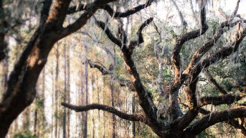 Live oak limbs hung with Spanish moss in front of a stand of tall pines