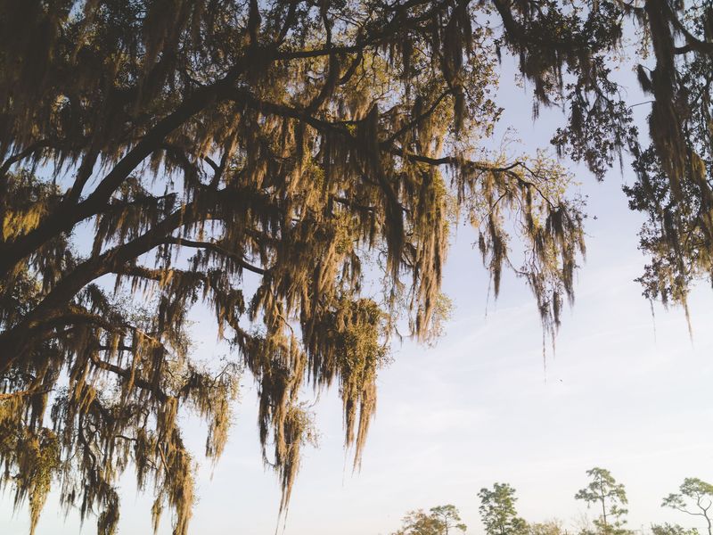 Spanish moss hanging from the spreading limbs of a live oak against a pale sky