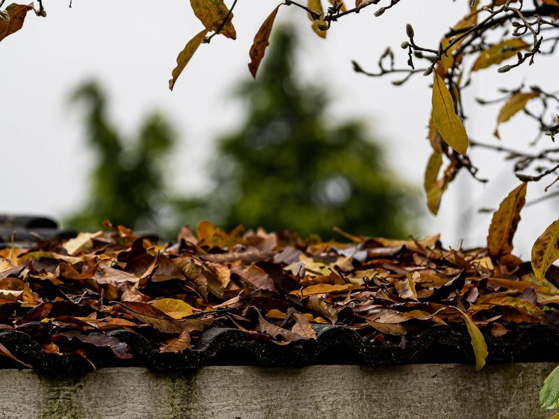 Dry brown leaves piled along a ledge beneath bare branches