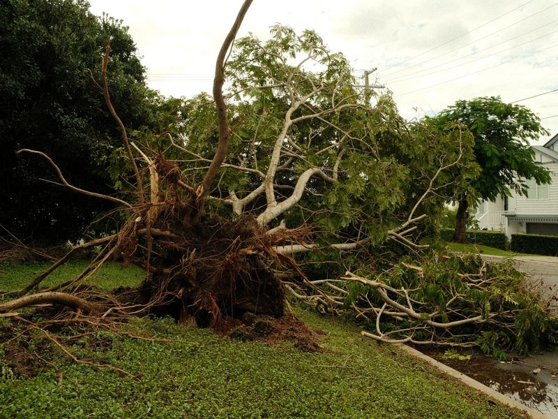 An uprooted tree lying across a grass verge beside a street after a storm, with a white clapboard house behind it