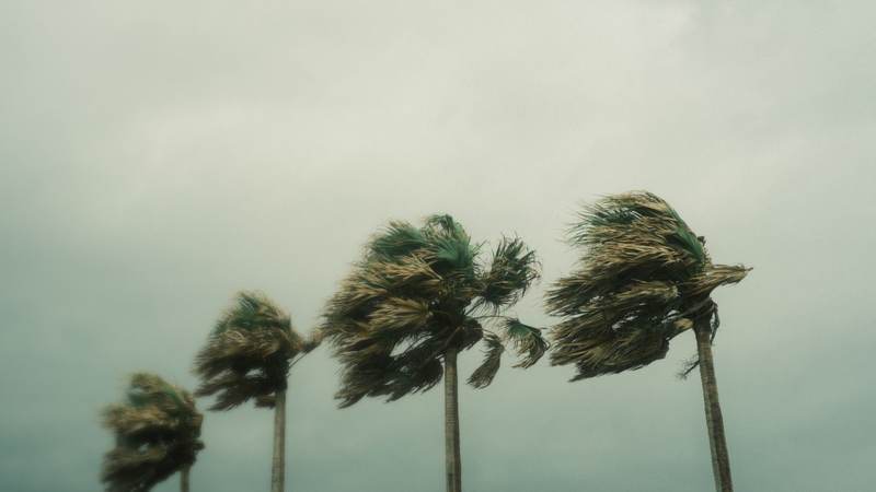 Palm trees bent sideways by strong wind under a gray tropical-storm sky