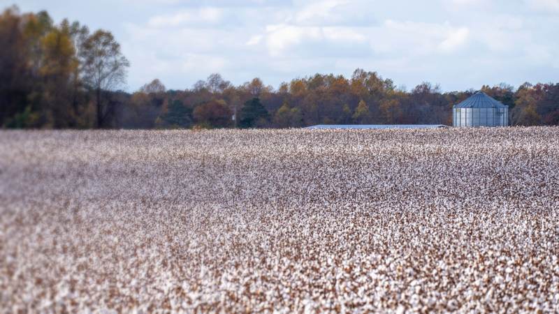Cotton field ready for harvest with a metal grain bin and a line of trees behind it