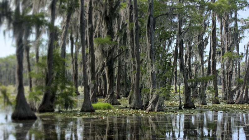 Bald cypress trees hung with Spanish moss standing in the still water of Banks Lake near Lakeland, Georgia
