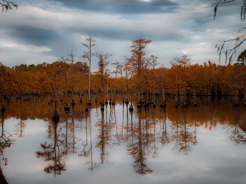 Bald cypress trees in rust-orange fall color standing in a still Georgia lake, mirrored in the water