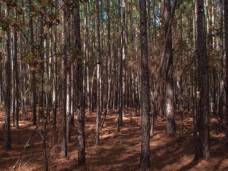 Pine straw carpeting the ground beneath tall, thin pine trunks in afternoon light