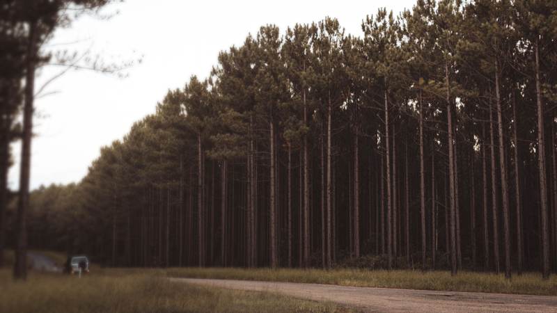 Rows of tall planted pines beside a sandy rural road under an overcast sky