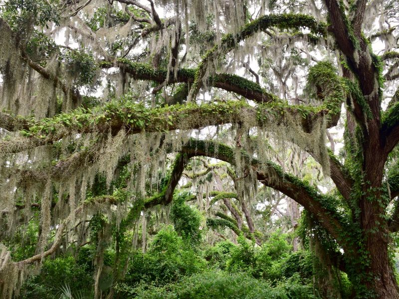 Live oak limbs draped with Spanish moss and ferns, arching over dense green undergrowth