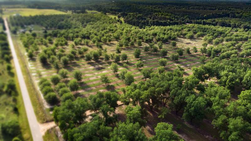 Aerial view of a Georgia pecan orchard beside a rural two-lane road, with pine woods and farmland beyond