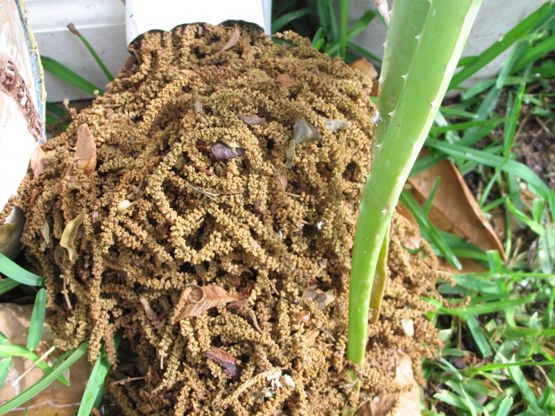 A heap of dead pecan catkins pulled out of a house gutter, piled on the grass beside the wall