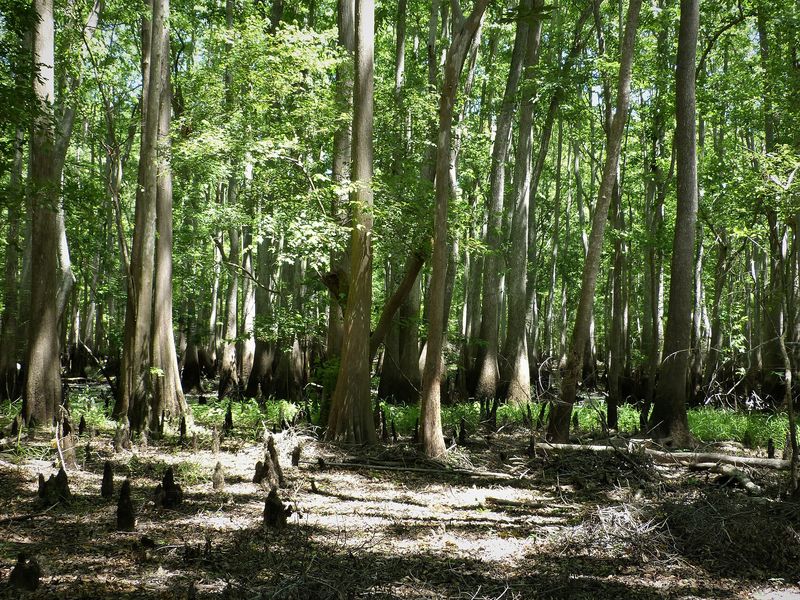 Cypress knees and tall bottomland trees in the Big Hammock woods on the Altamaha River in southern Tattnall County
