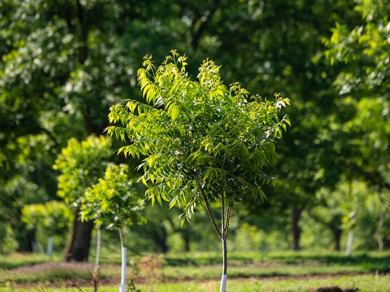 Young pecan tree growing between rows of mature trees in a pecan orchard
