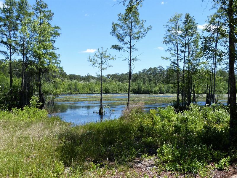Young cypress trees standing in shallow water at Laura S. Walker State Park, with pine woods behind