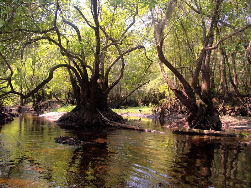 Tea-colored water of the Satilla River winding between gnarled, moss-hung trees