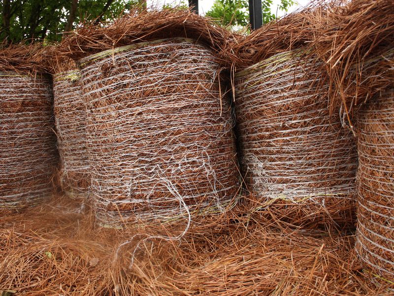 Round bales of harvested pine straw wrapped in white twine, standing on a bed of loose pine needles