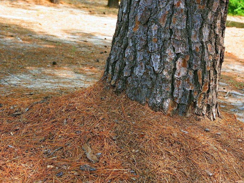 A thick mat of fallen pine needles around the base of a pine trunk on pale, sandy ground